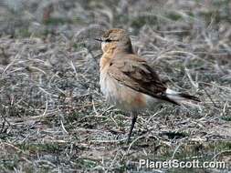 Image of Wheatear