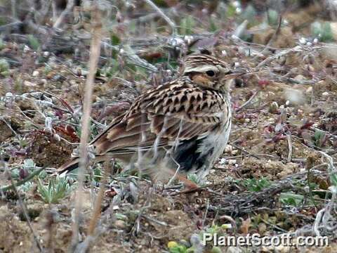 Image of Skylark