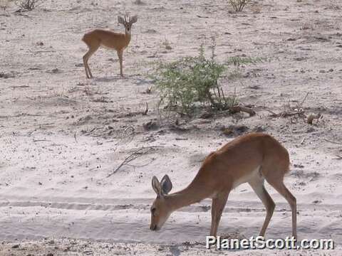 Image of Grysboks, Steenbok