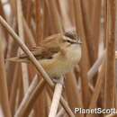 Image of Moustached Warbler