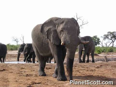 Image of African elephant