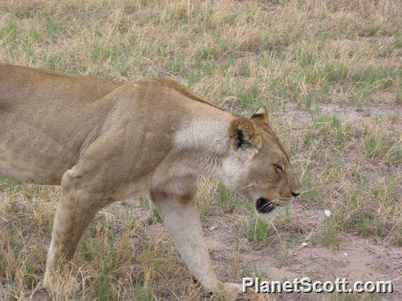 Image of big cats