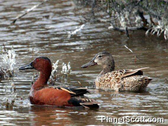 Image of Cinnamon Teal