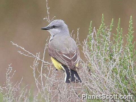 Image of Kingbird