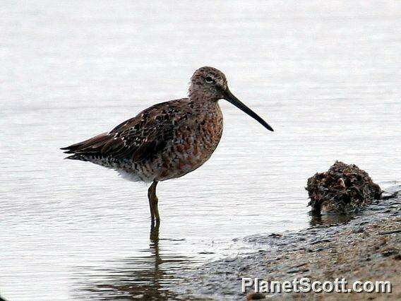 Image of Dowitcher