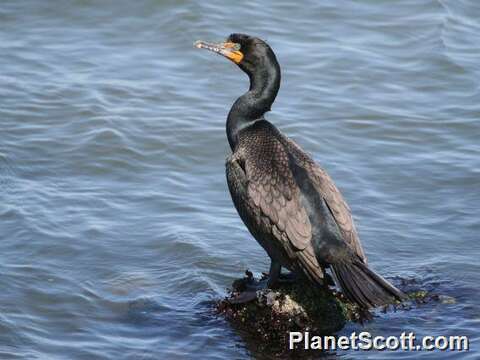 Image of Phalacrocorax Brisson 1760