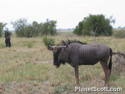 Image of wildebeest