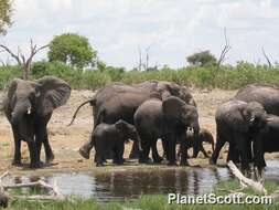 Image of African elephant