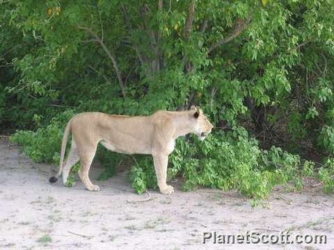 Image of big cats