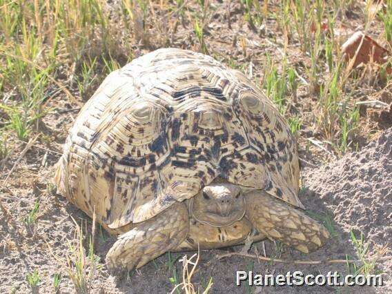 Image of Stigmochelys