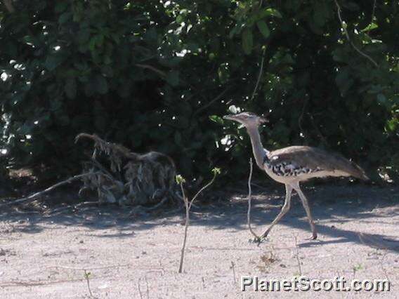 Image of Great Indian bustard