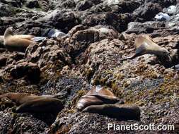 Image of Sea Lion