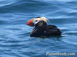 Image of Puffin