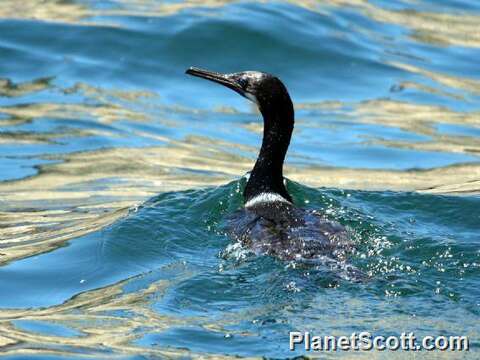 Image of Phalacrocorax Brisson 1760