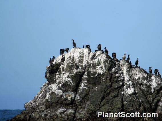 Imagem de Phalacrocorax Brisson 1760