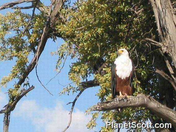 Image of Sea eagles