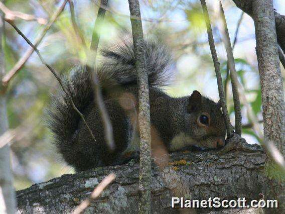 Imagem de Sciurus Linnaeus 1758