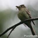 Image of Pacific-slope Flycatcher