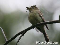 Image of Empid Flycatchers