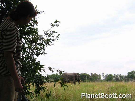 Image of African elephant