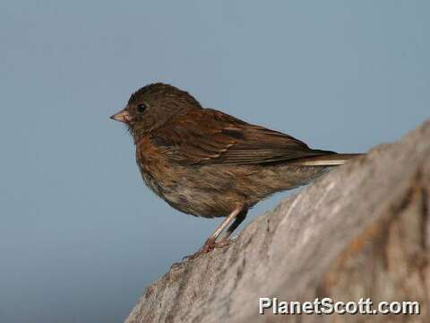 Image of juncos