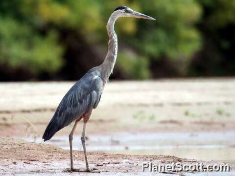 Image of Ardea Linnaeus 1758