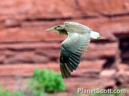 Image of Night Herons