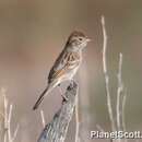 Image of Brewer's Sparrow