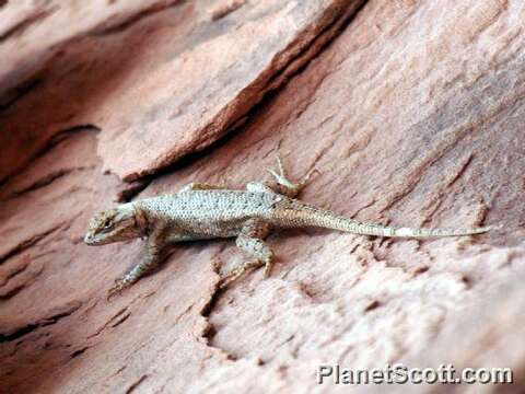 Image of Duges' Spiny Lizard