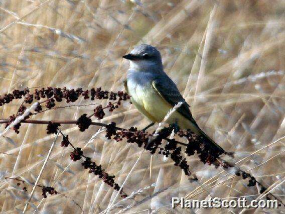 Image of Kingbird