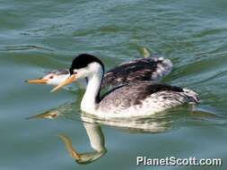 صورة Aechmophorus Coues 1862