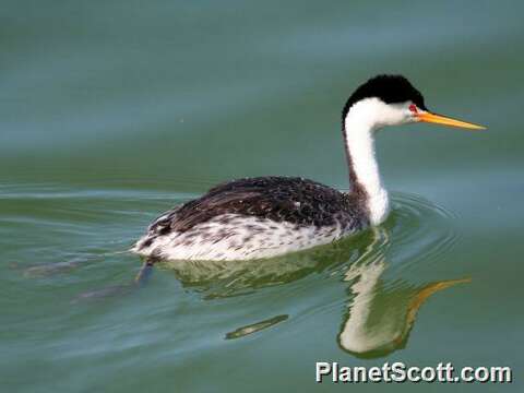 صورة Aechmophorus Coues 1862