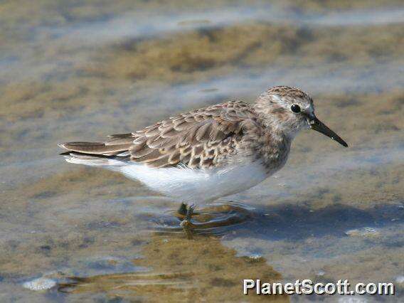 Image of Calidris Merrem 1804