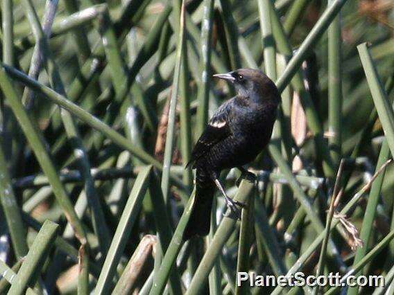 Image of Agelaius Blackbirds