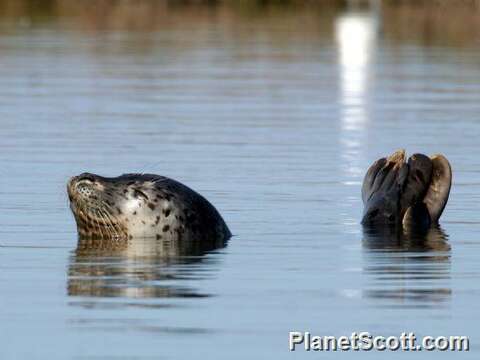 Image of Mediterranean Monk Seal