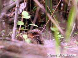 صورة Nyctidromus Gould 1838