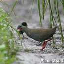 Image of Paint-billed Crake