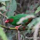 Imagem de Chlorornis riefferii (Boissonneau 1840)