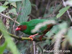 Chlorornis Reichenbach 1850的圖片