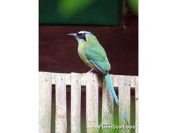 Motmot resmi