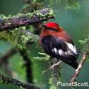 Image of Club-winged Manakin