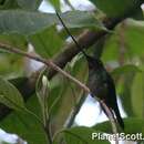 Ensifera ensifera (Boissonneau 1840) resmi