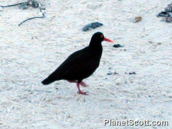 Image of oystercatchers