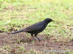 Image of Cowbird