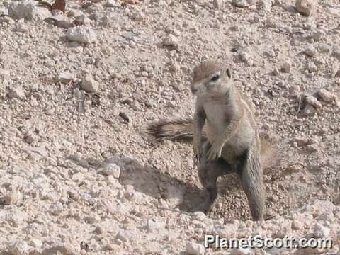 Image of African ground squirrel