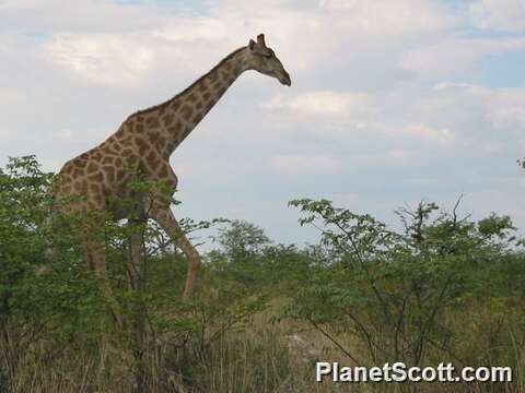 Image of Giraffes