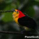 Image of Wire-tailed Manakin
