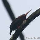 Image of White-eared Jacamar