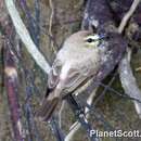 Ochthornis littoralis (Pelzeln 1868)的圖片