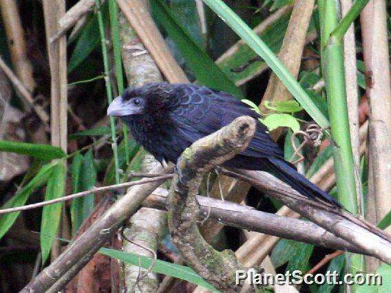 Imagem de Crotophaga Linnaeus 1758